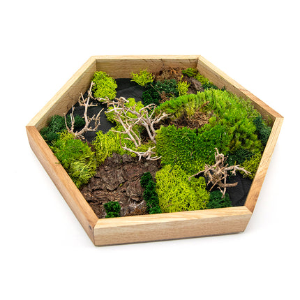 03101236_machovy-preparovany-obraz-sestuholnik-maly