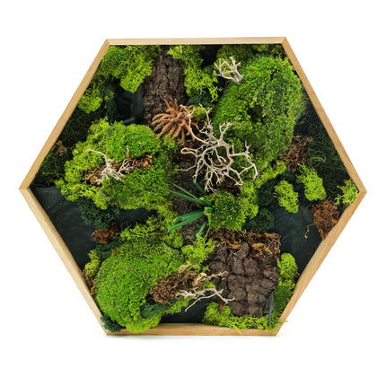 03101237_machovy-preparovany-obraz-sestuholnik-stredny