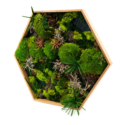 03101238_machovy-preparovany-obraz-sestuholnik-velky