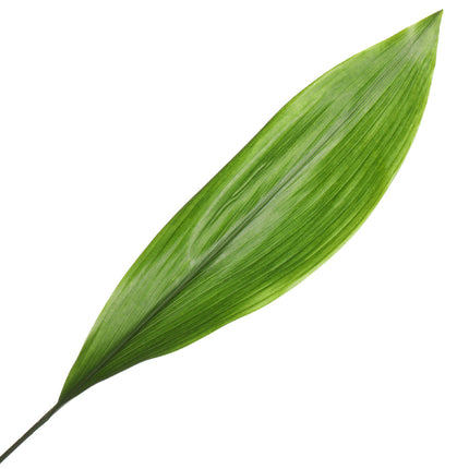 04500006_aspidistra-list-10-zv
