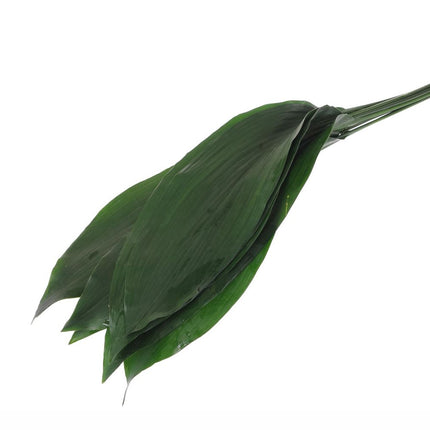 04500006_aspidistra-list-10-zv