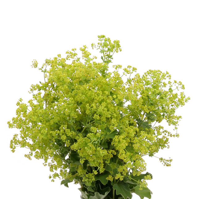 04500015_bupleurum-alchemilka-rezana