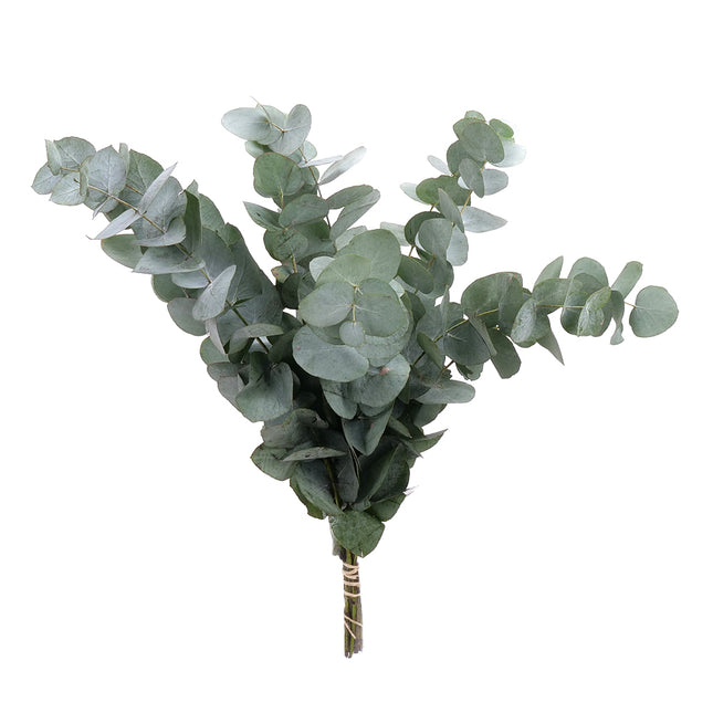 04500031_eucalyptus-cinerea-40-cm-rez-10-zv