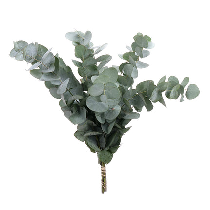 04500031_eucalyptus-cinerea-40-cm-rez-10-zv