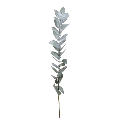 04500031_eucalyptus-cinerea-40-cm-rez-10-zv