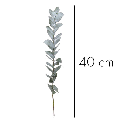04500031_eucalyptus-cinerea-40-cm-rez-10-zv