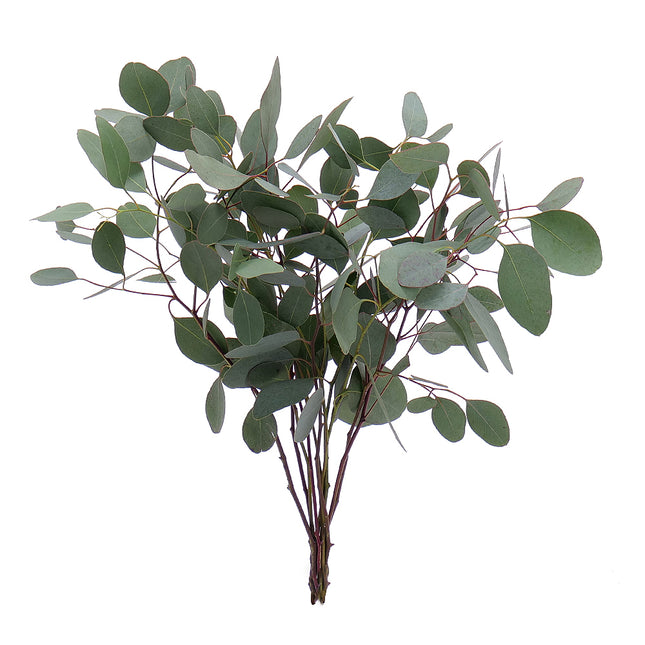 04500035_eucalyptus-populus-40-cm-rez-10-zv