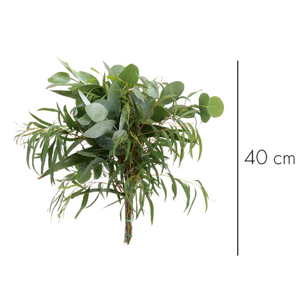 04500038_eucalyptus-roz-mix-zvazok-rez