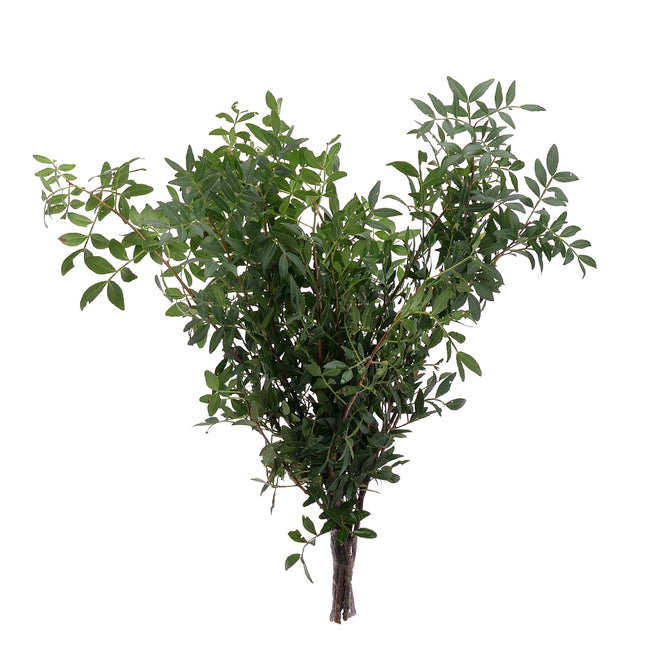 04500076_pistacia-lentiscus-list-10-zv
