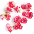 Venovanie Ružové ruže