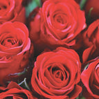 Venovanie Červené ruže