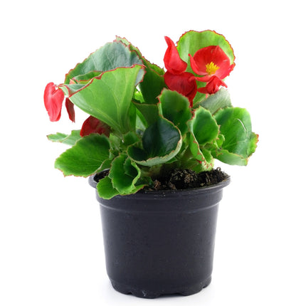 Begonia, ľadovček