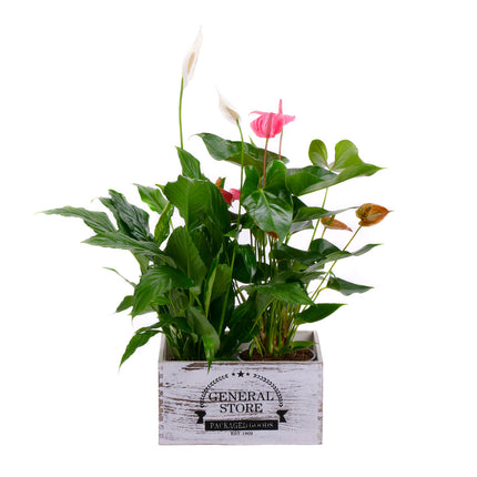 Antúria a Lopatkovec v drevenom boxe