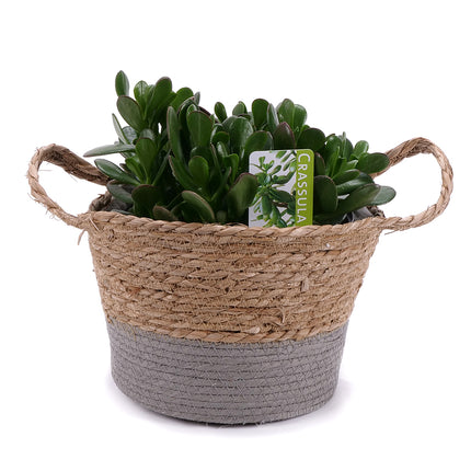 Crassula v ratanovom obale