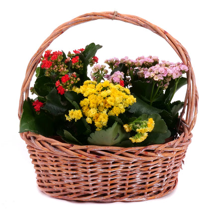 Trio kalanchoe v prútenom košíku