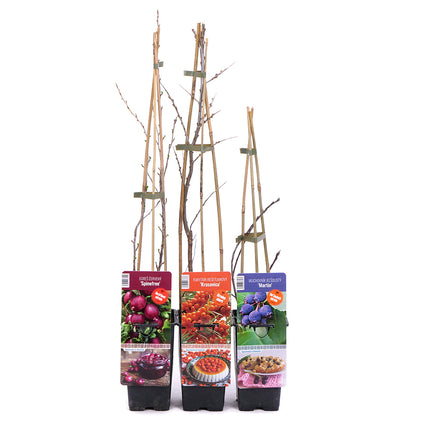 Rakytník, egreš a muchovník v plastovom obale