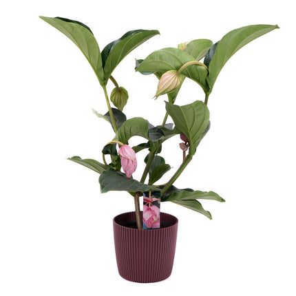 Medinilla v plastovom obale