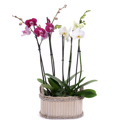 Duo orchidea v drevenom boxe 2