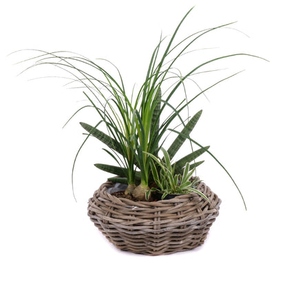 Trio mix izbových rastlín 4