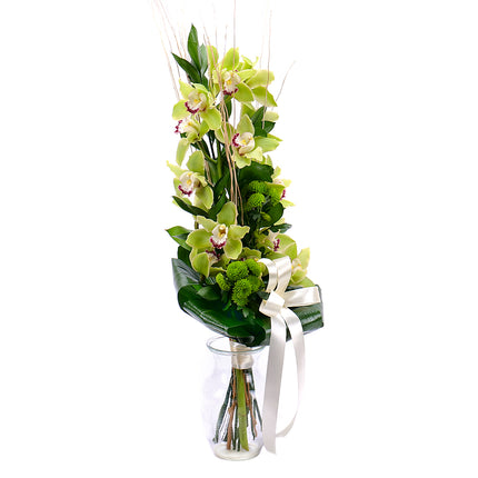 Orchidea zelená na vysoko