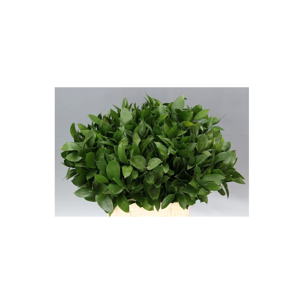 Ruscus | KVETY.sk
