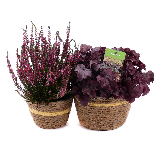 Heuchera a Vres v ratanovom obale