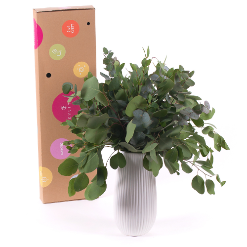 DIY kytica - Tri druhy Eukalyptu do vázy