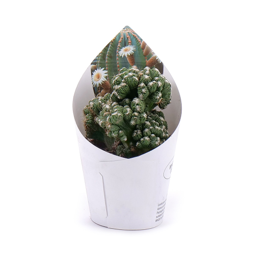 Kaktus v črepníku