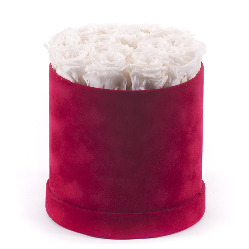 In eterno červený zamatový okrúhly box krémové ruže