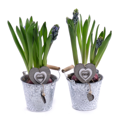 Duo hyacinty v plechovom obale