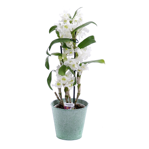 Dendrobium v plechovom obale