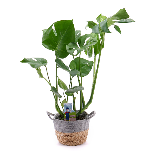 Monstera v ratanovom obale