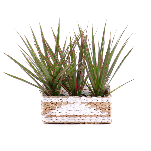 Trio dracena v ratanovom obale