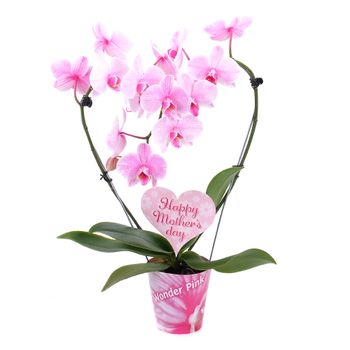 Ružová orchidea v črepníku Happy Mother´s day