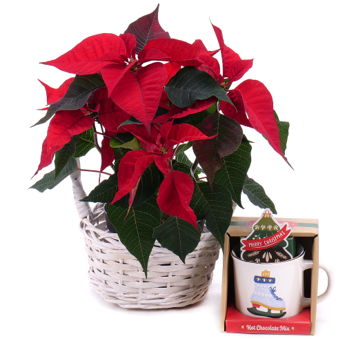 Vianočná ruža v prútenom košíku a keramický hrnček