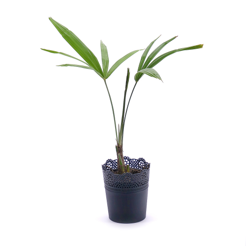 Trachycarpus v plastovom obale