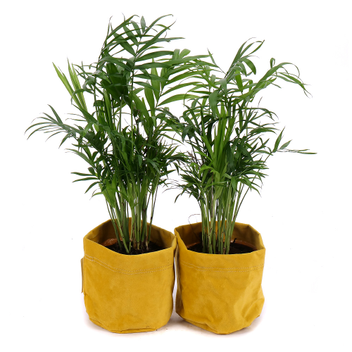 Duo palma v dekoračnom obale
