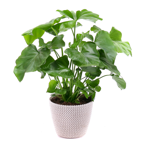 Philodendron v plastovom obale
