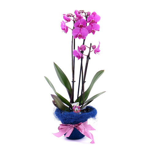 Fialová orchidea v modrom obale