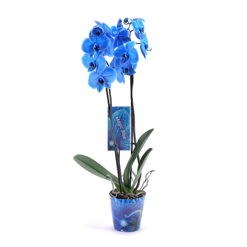 Modrá orchidea v črepníku