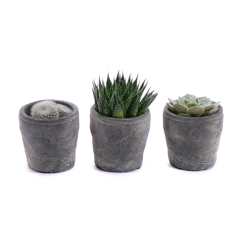 Trio mini kaktusy v keramickom obale 2
