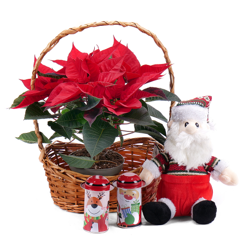Vianočná ruža v prútenom košíku s dekoráciou