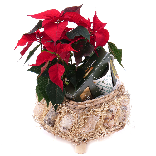 Vianočná ruža v drevenom boxe hrnček a pralinky