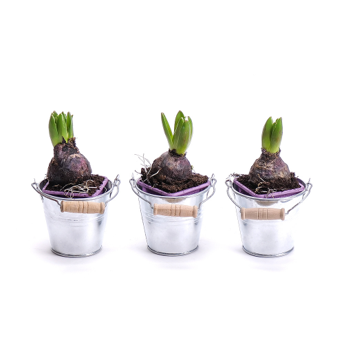 Set hyacintov v plechových vedierkach