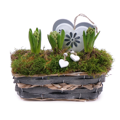 Hyacinty v prútenom košíku so srdiečkom