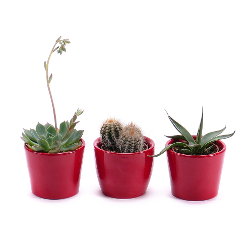 Trio mini kaktusy v keramickom obale