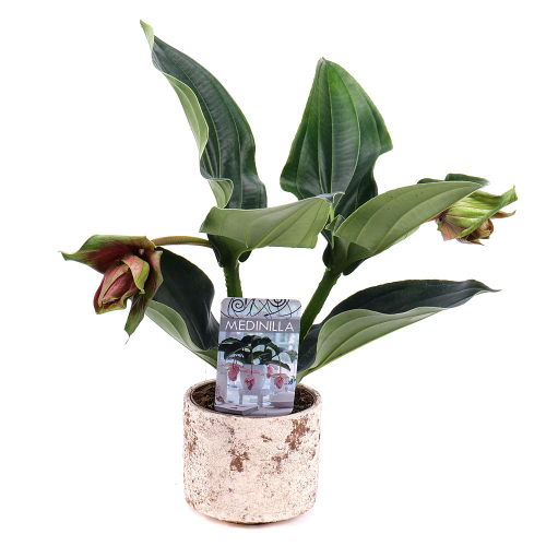 Medinilla v keramickom obale