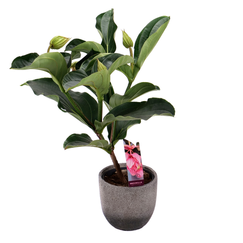 Medinilla v keramickom obale