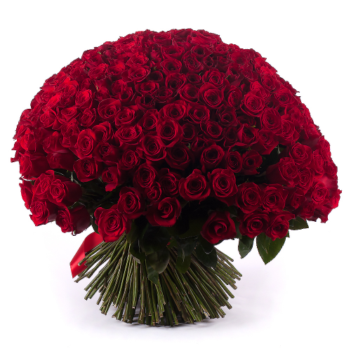 Amore červené ruže 250