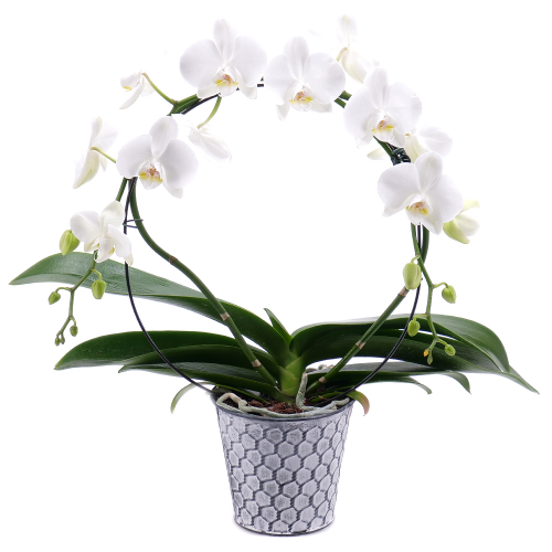 Biela orchidea v plechovom obale